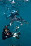 Shortfin Mako 