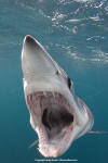 Shortfin Mako