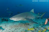 Sicklefin Lemon Shark 005