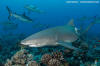 Sicklefin Lemon Shark 018