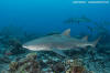 Sicklefin Lemon Shark