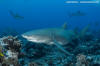 Sicklefin Lemon Shark 005