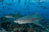 Sicklefin Lemon Shark