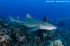 Sicklefin Lemon Shark 044