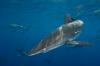 Silky Shark