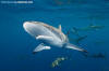 Silky Shark