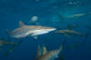 Silky Shark