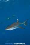 Silky Shark