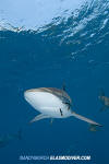 Silky Shark