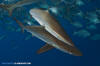 Silky Shark