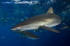 Silky Shark