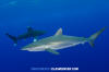 Silky Shark