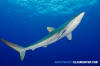 Silky Shark