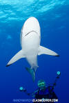 Silky Shark
