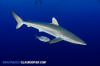 Silky Shark