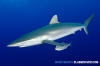 Silky Shark