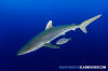 Silky Shark