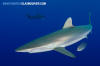 Silky Shark