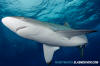 Silky Shark