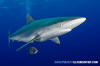 Silky Shark