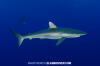 Silky Shark