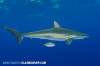 Silky Shark