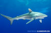 Silky Shark