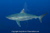 Silvertip Shark