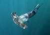 Smooth Hammerhead Shark