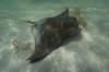 southern bat ray