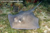 Southern Stingray