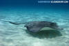 Southern Stingray