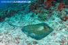 Southern Stingray