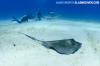 Southern Stingray