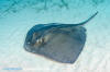 Southern Stingray