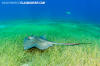 Southern Stingray