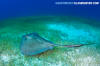 Southern Stingray