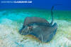 Southern Stingray