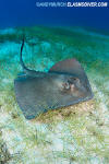 Southern Stingray