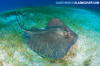 Southern Stingray