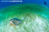 Southern Stingray 