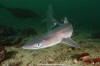 Spiny dogfish