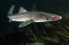 spiny dogfish