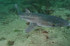 Spiny Dogfish