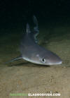 Spiny Dogfish