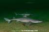 Spiny Dogfish