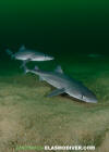 Spiny Dogfish