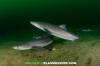 Spiny Dogfish