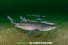 Spiny Dogfish