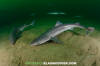 Spiny Dogfish